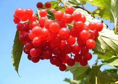 брусника;клюква;Вкус жидкости для электронных сигарет Bilberry Vape, концентрат ароматизатора