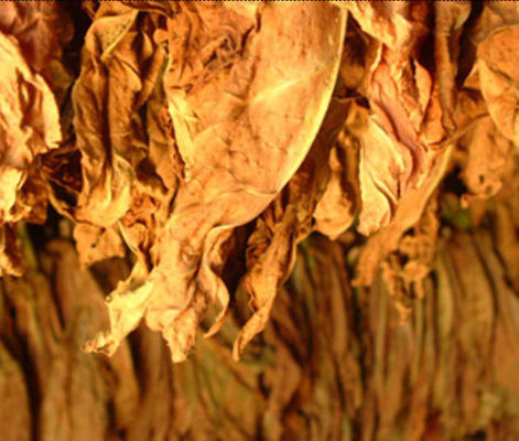 Австралия Горячие Продажи Концентрированный Фруктовый Ароматизатор E Концентрат Красная Фасоль Лед Аромат Жидкость для Vape Juice USP Grade Concen