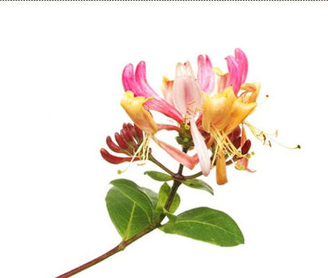 Концентрированный сочный вкус персика для жидкости для электронных сигарет, высококонцентрированный для самодельных жидкостей, высококачественный концентрированный ароматизатор, таро